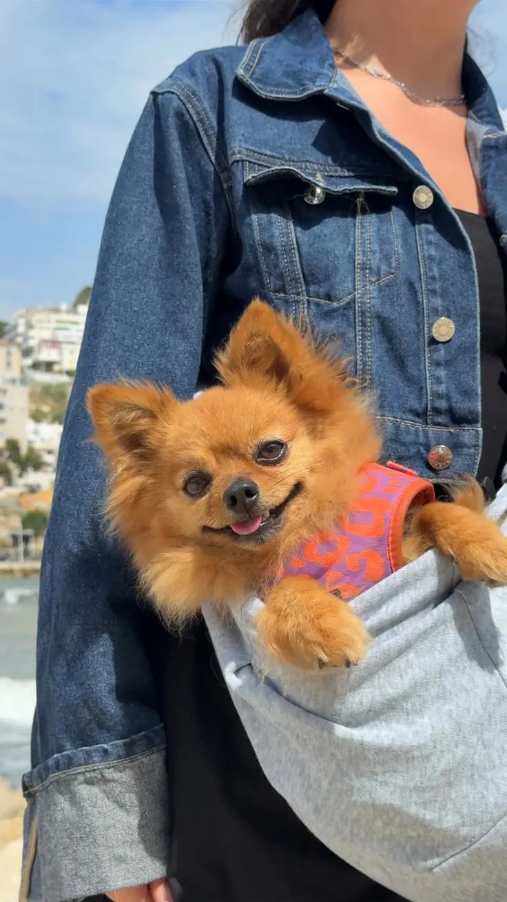 Vegas, een pomeriaan, kijkt uit een draagzak op Nikki's heup, met de kust op de achtergrond